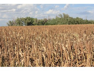 Property photo 93 - LAND AUCTION, 3255+/- Acres offered in 13 Tracts